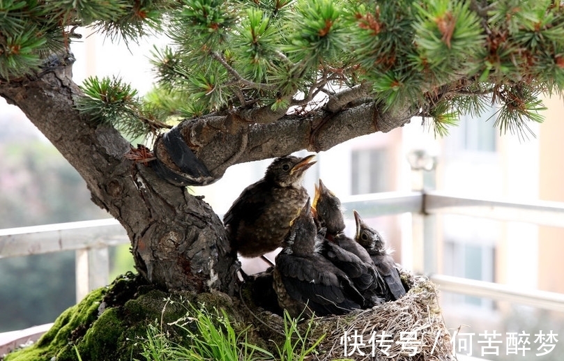 五针松盆景后期究竟如何养护最好,以下四点你可能遗漏