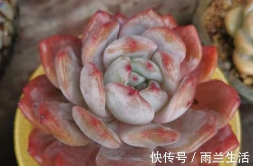 冬季给多肉补光的方式有哪些？建议露养为佳，无条件露养则使用补光灯