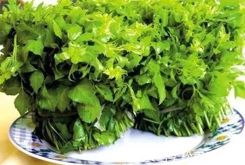 野菜|此野菜人称“摇钱草”,晒干后一斤卖230块,农民自己不舍得吃