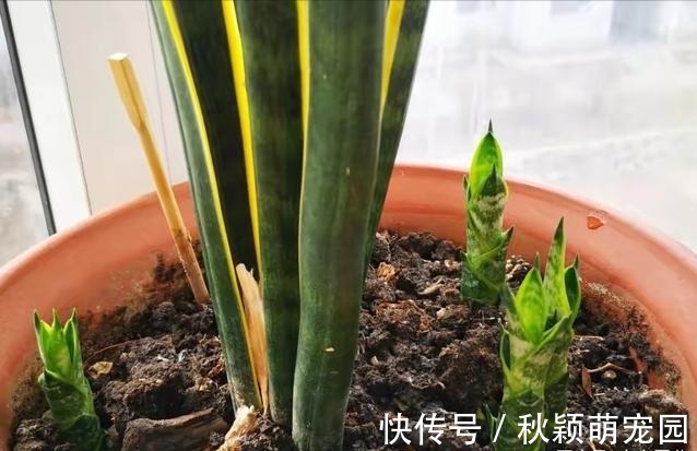 虎皮兰进入8月经常“饿”，从三个方面喂饱它，才爱出小芽