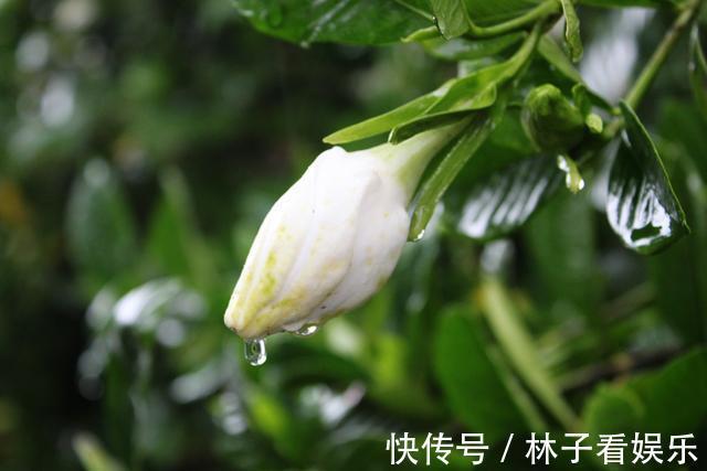 花期|马上就是栀子花的花期了，提前做好几点，花苞多，开花又大又香
