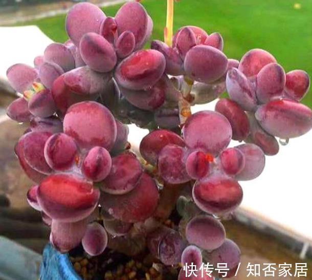 叶片|推荐款容易爆头的多肉，皮实好养长得快，一次养10盆不嫌多