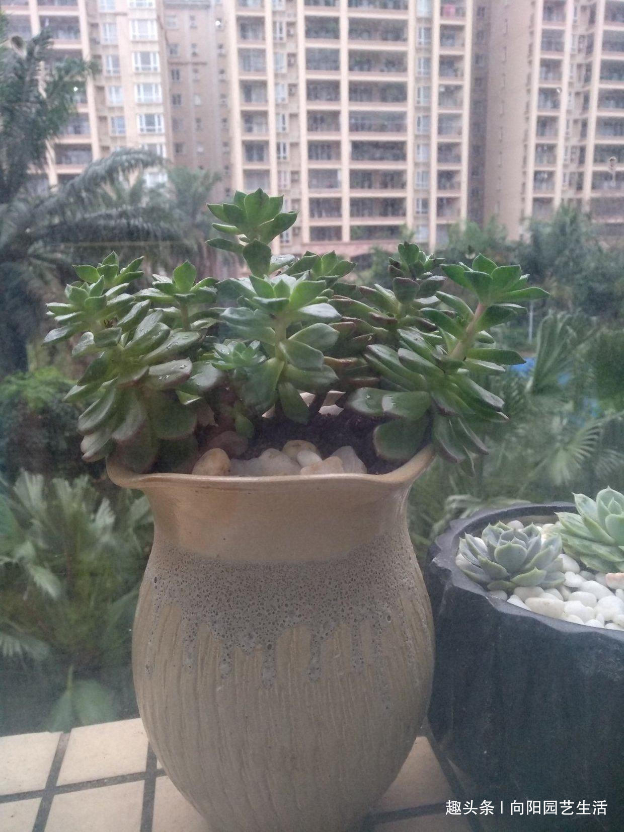 多肉买回家,总是养死,都是卖家的“小心机”,很多人都中过招