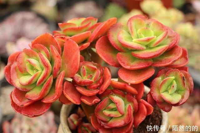 它们被誉为多肉界“四君子”,花友不容错过的品种,见到记得收藏!