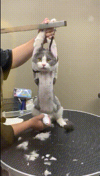 |搞笑GIF：回回考满分，以后怎么超越自己？