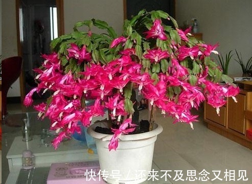 现在把蟹爪兰嫁接到仙人掌上,不用管,秋天也能开成瀑布!