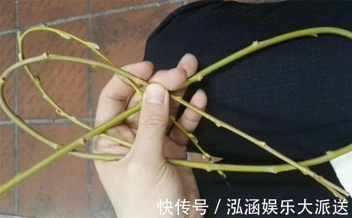 浇花|营养水家家都能做，不花一分钱，给花浇点就爆盆！