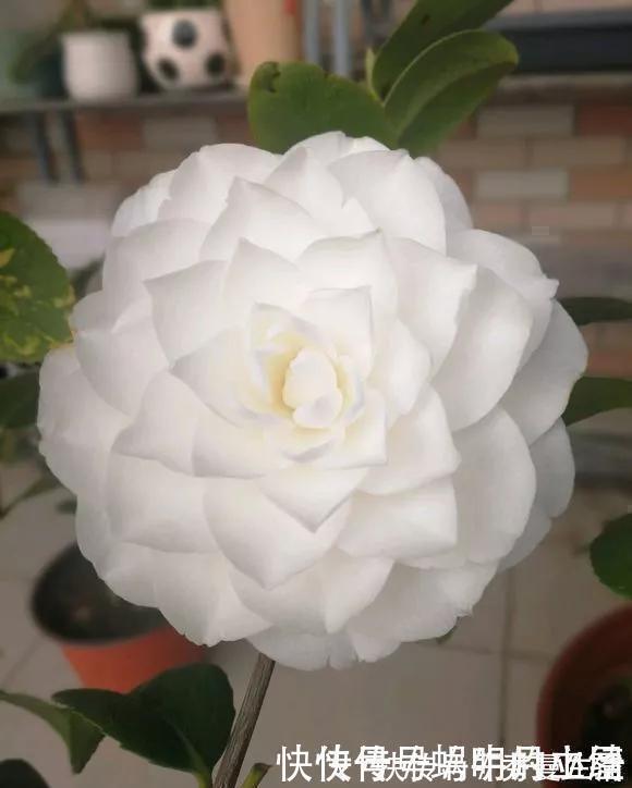 花中娇客|中国传统名花“花中娇客”,30种茶花一开,美了十里八乡