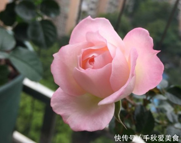 10个最奇葩的月季品种,你可能一个都没见过!