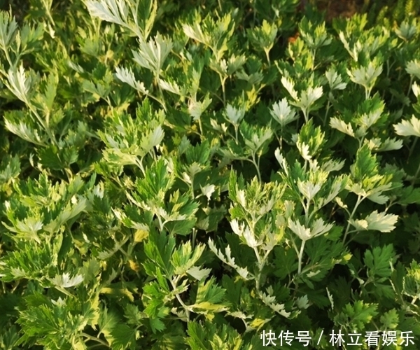 农村俗语“家有三年艾,郎中不用来”,原来艾叶功效这么厉害!