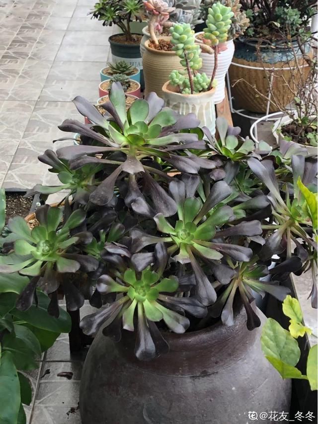 我型我秀|腌咸菜的坛子钻个孔，养花变成巨无霸，特美