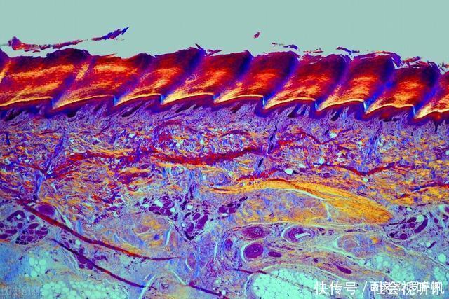 美白|国货护肤品最厉害的领域不是美白、不是抗老,而是修护皮肤屏障