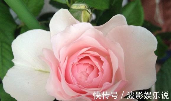 抗病性|喜欢菊花，不如养盆“精品玫瑰”美咲,开花爆盆很简单，花还美丽
