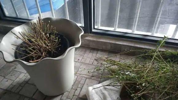 叶子|20种花,天凉了赶紧剪,来年开花有多又艳!