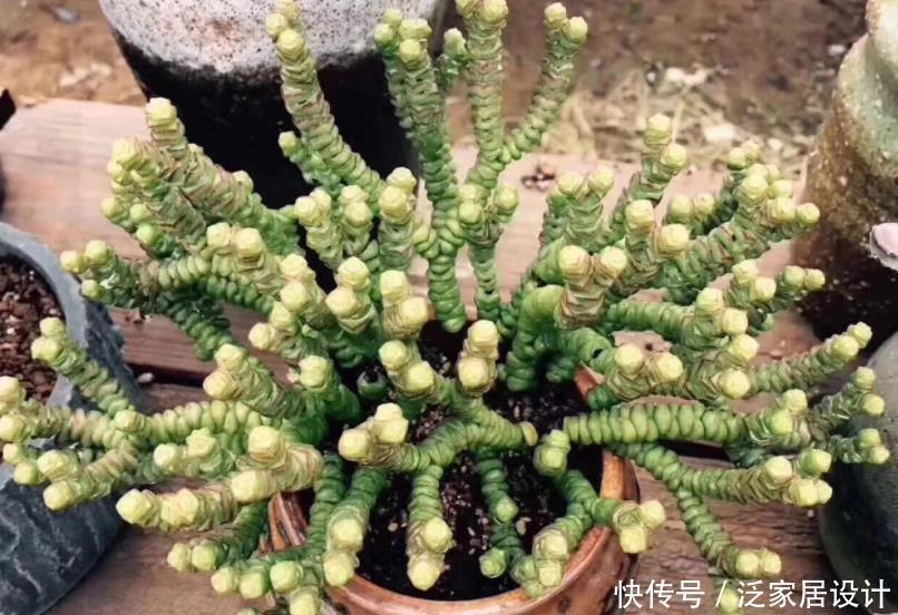 土质|夏养多肉,想要收获满满一盆?多栽几株钱串,2个月就梦想成真