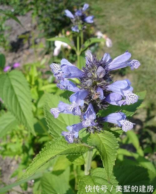 薰衣草|这些植物是蚊虫克星,夏天到了养上一盆,不用买蚊香啦