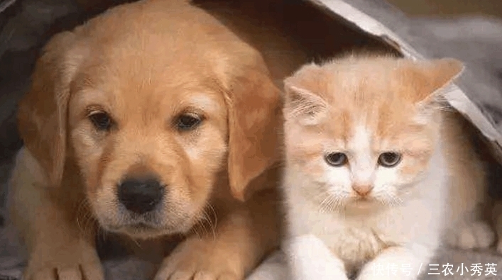 老猫|农村老人常说: 老猫十年, 老狗八年, 必定成精, 是什么意思?