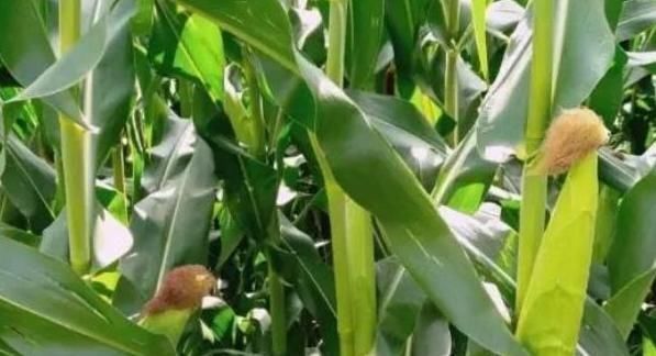 纤维素|常吃玉米好处多，明目养肝，助消化，但也有一大禁忌，了解下