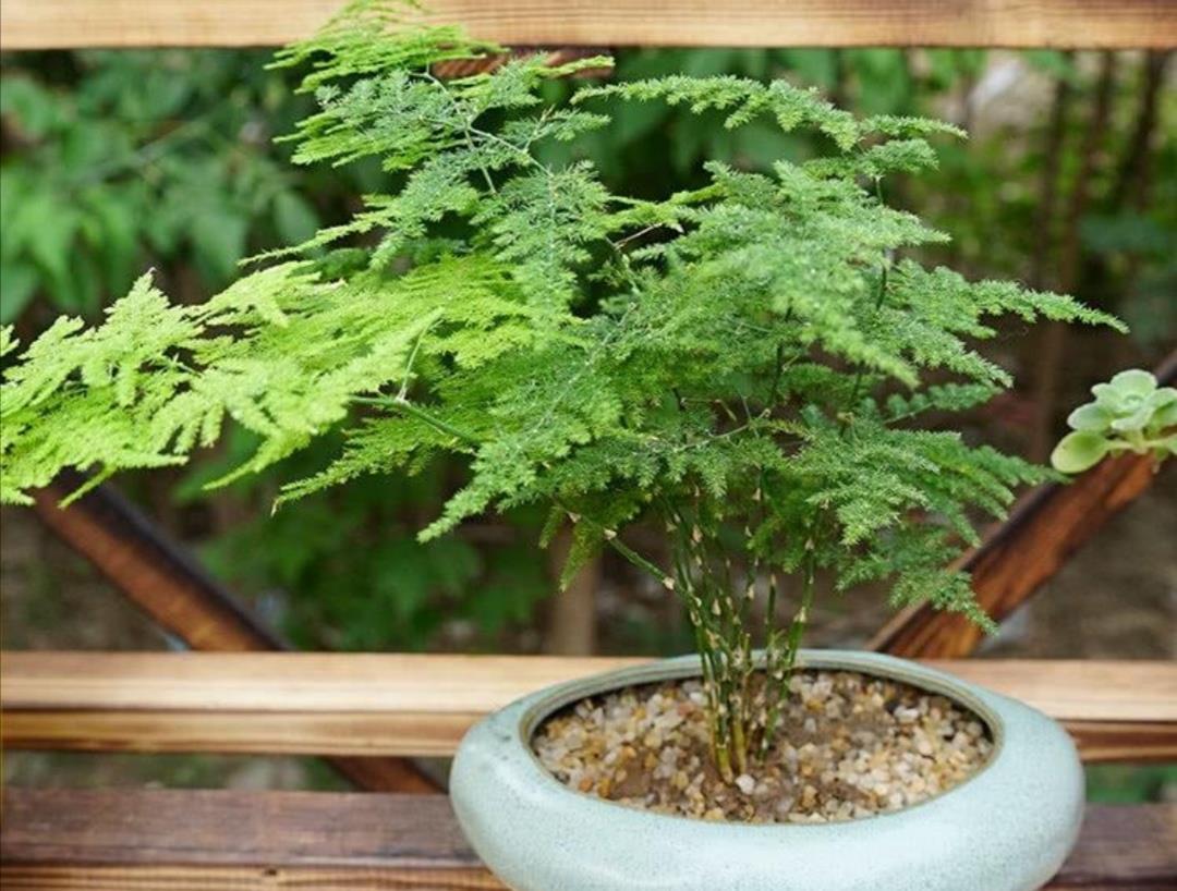 叶子|天气暖和了，6种植物别给它晒太阳，不然叶子枯黄