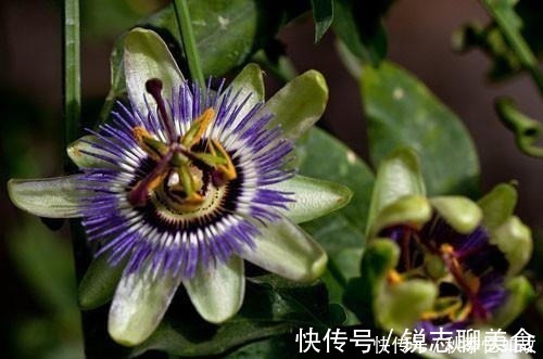 娇艳|此花十分娇艳芳香四溢,是一种令人畏惧的吃人植物,代表着迷乱