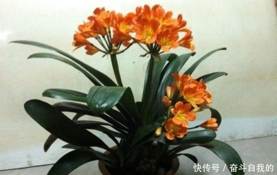 君子兰不好养用上“这2种药片”,新芽呼呼冒,花开爆盆!