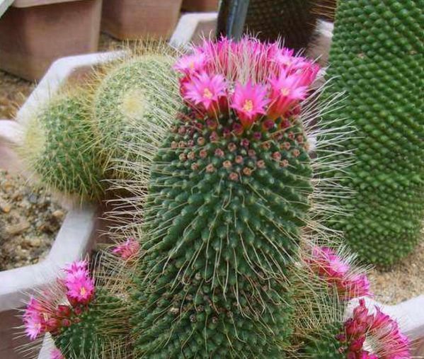 你家仙人球就是不开花快来用上老花匠的绝招，花苞呼呼往外冒