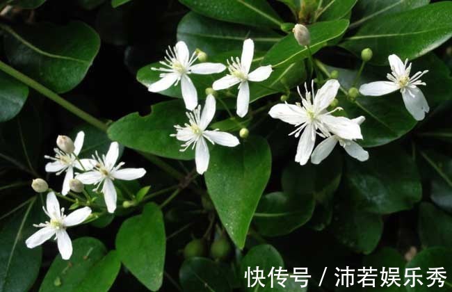 芍药|小方也能治大病,一剂芍药甘草汤,用好了能治这10种疾病!