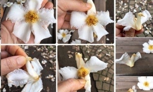 手艺&日本女网友凭借折纸裁剪手艺,将花草变成治愈人心的作品走红网络