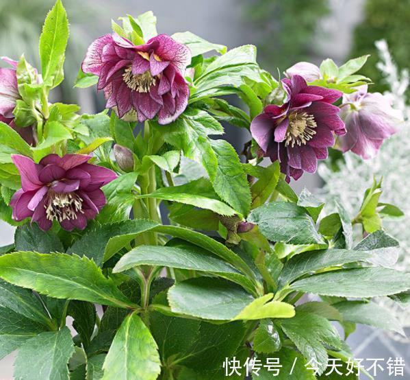 5种皮实耐寒的花卉，被称作“冻美人”，冻一冻颜色更鲜艳