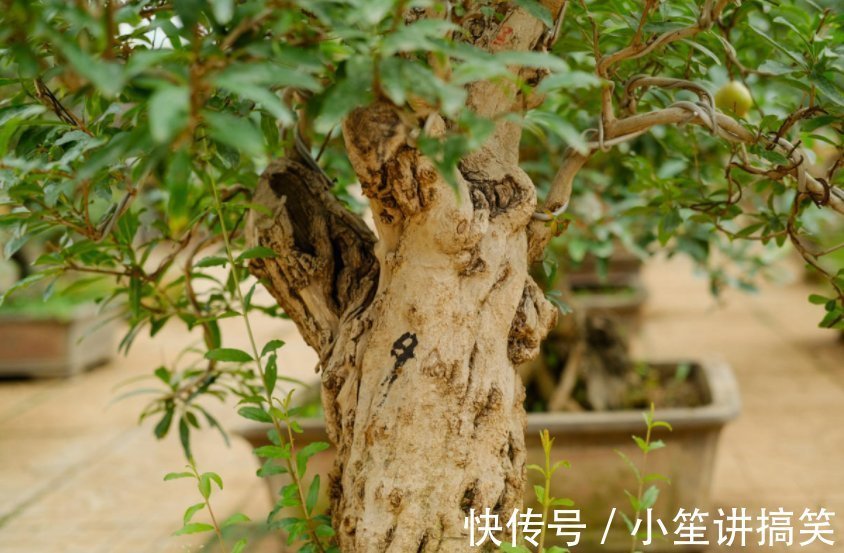 盆栽|盆栽石榴模样土?少了修剪这一步,咔嚓咔嚓,高大上