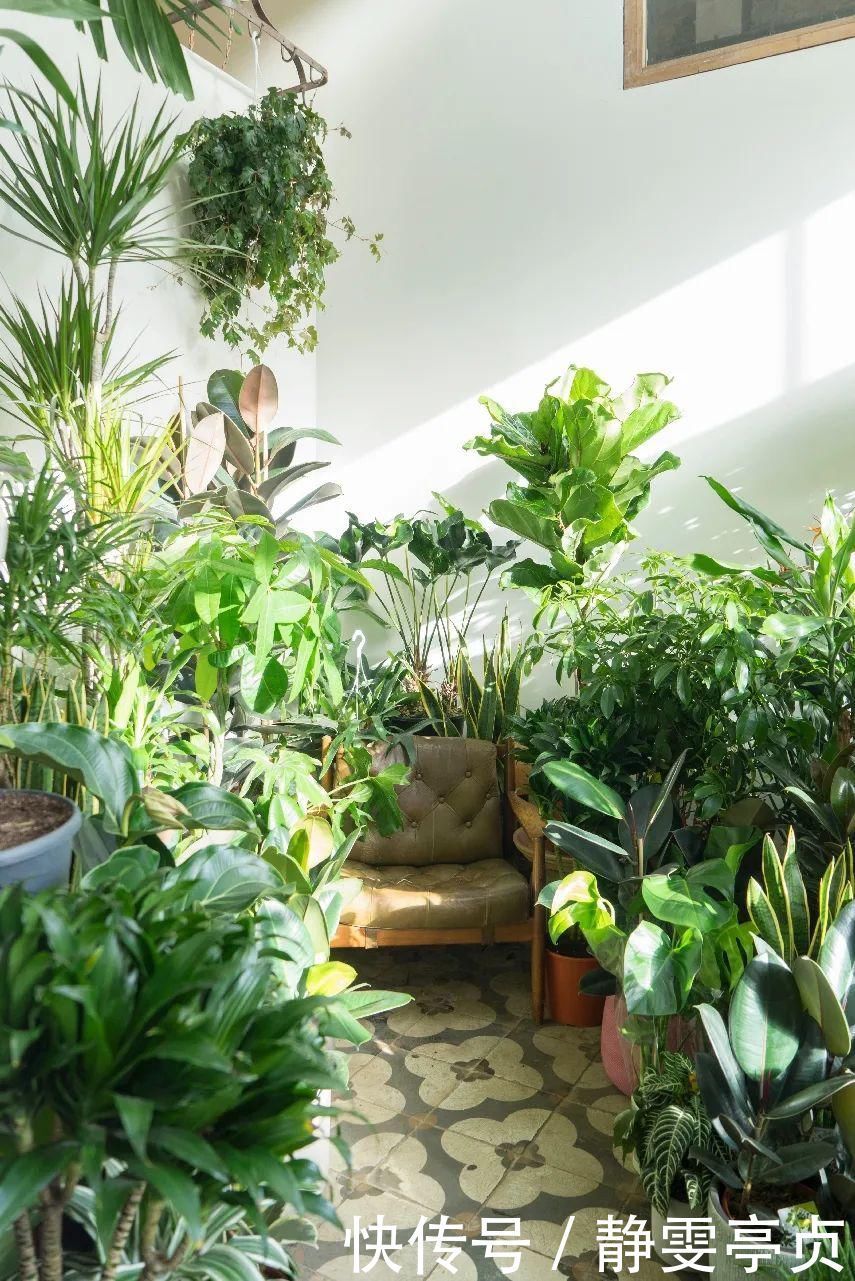 她在屋里种满500盆植物:呆在这样的房子里,生活更有了诗意!