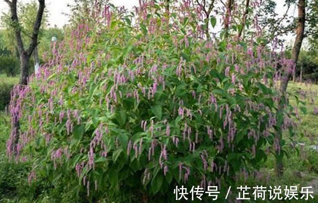 晕车症|农村里用来喂猪的野草，城里人用它来治疗晕车症，百试百灵