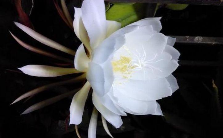 懒人养花,不养这款“不死花”,不用费心打理,花开繁盛惹人爱