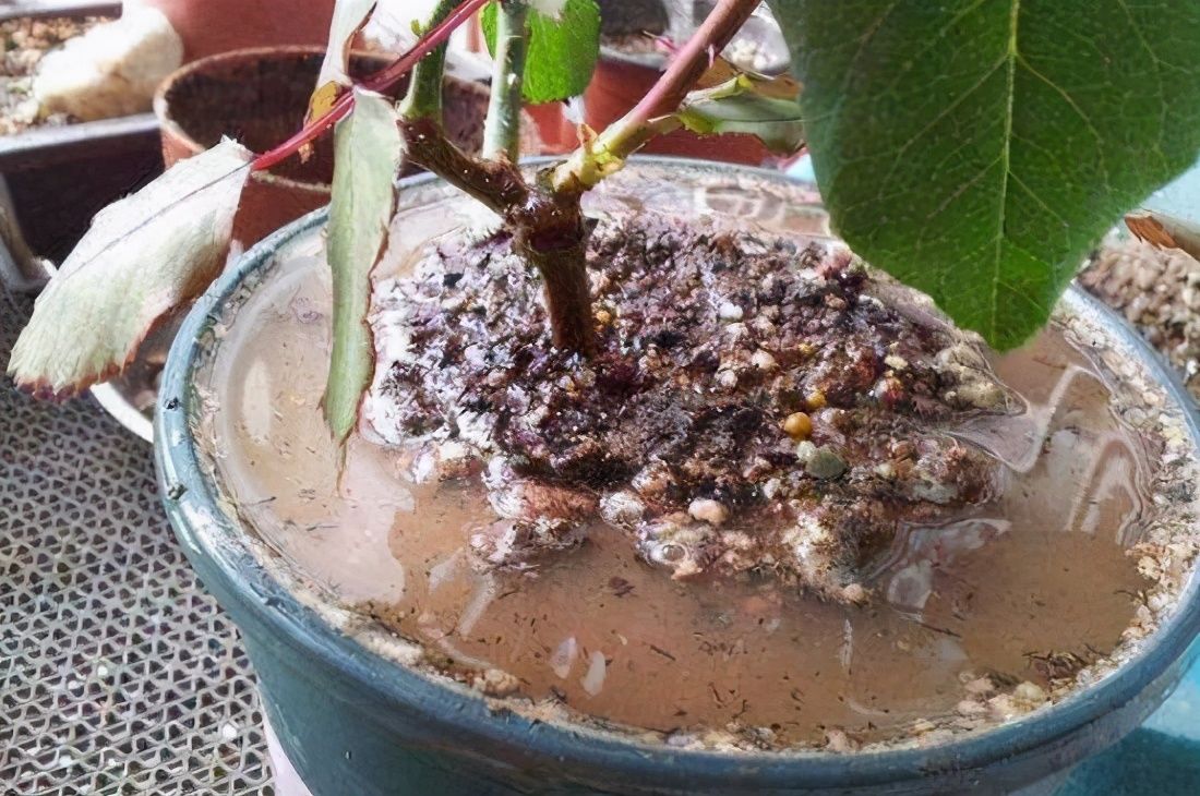  知识|浇花必懂知识：“见干见湿”和“干透浇透”有什么区别