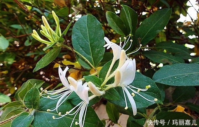 蓬子菜|农村随处可见的野菜,降血压,补虚止咳,助消化,全家都要多吃