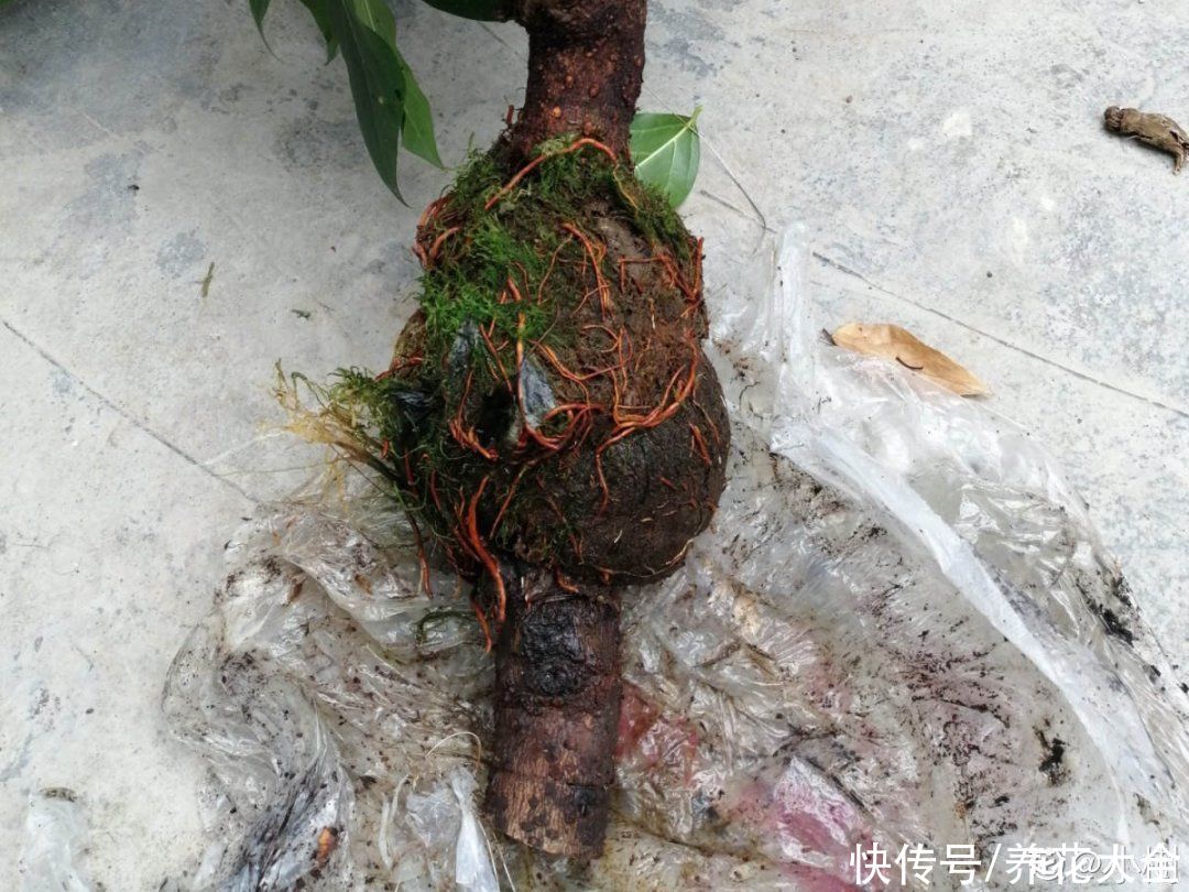 修剪|8月后，6种花别修剪，小心以后不开花