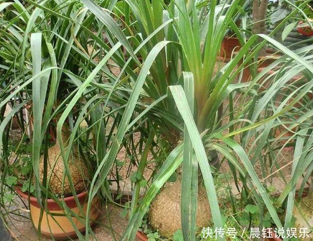 “耐旱花”养家里,20天不浇水,枝叶反而更旺盛,长满一大盆!