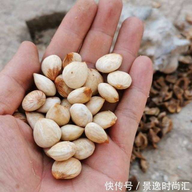 龙葵|门口的果子像“龙葵”,赶紧要拔掉、千万别吃,会中毒