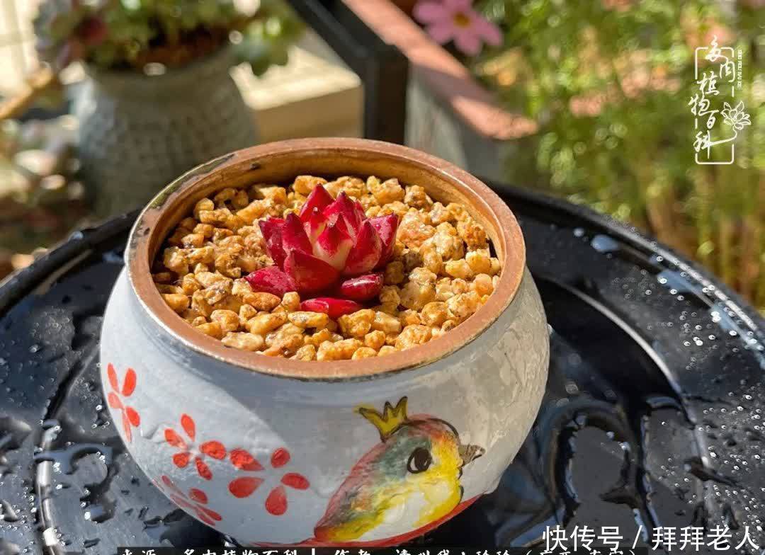 多肉与我,不负时光韶华!