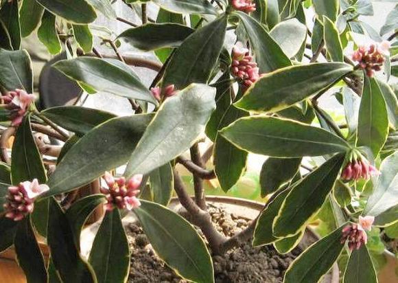 茉莉|养月季、茉莉不如盆栽金边瑞香,花期长、花朵多,花开满屋飘香