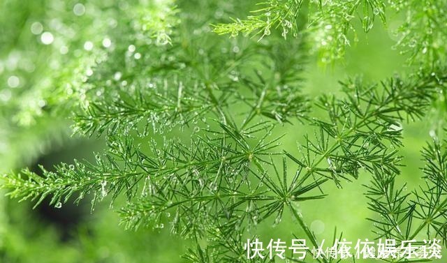 新枝|文竹有“三喜三怕”，顺着它，盛夏也生机勃勃，养成苍劲小老桩！