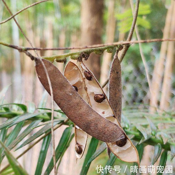 果荚|鸡骨草的用途可药用和食用,误食会中毒,用前必须要了解它的特点