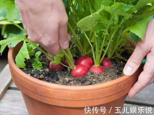 阳台种菜,种3种速生菜,30天就采摘,叶子肥嫩,硕果累累