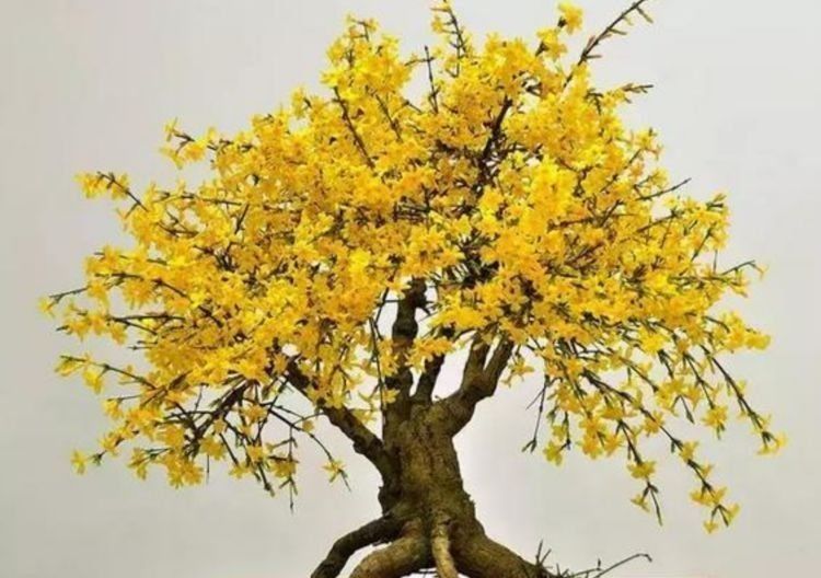 4种花养家里,四季都有花赏,满屋子飘香,养盆放阳台美极了