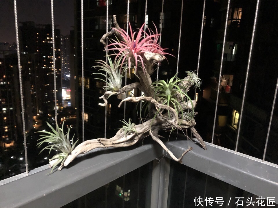 空气凤梨|此花最“皮实”,不用土、不用水就能生长,1养就是十几年
