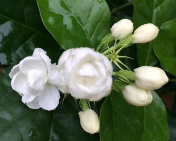 米兰米兰|对身体很好的3种花,香气四溢,有益身心,摆放家中好看又好养