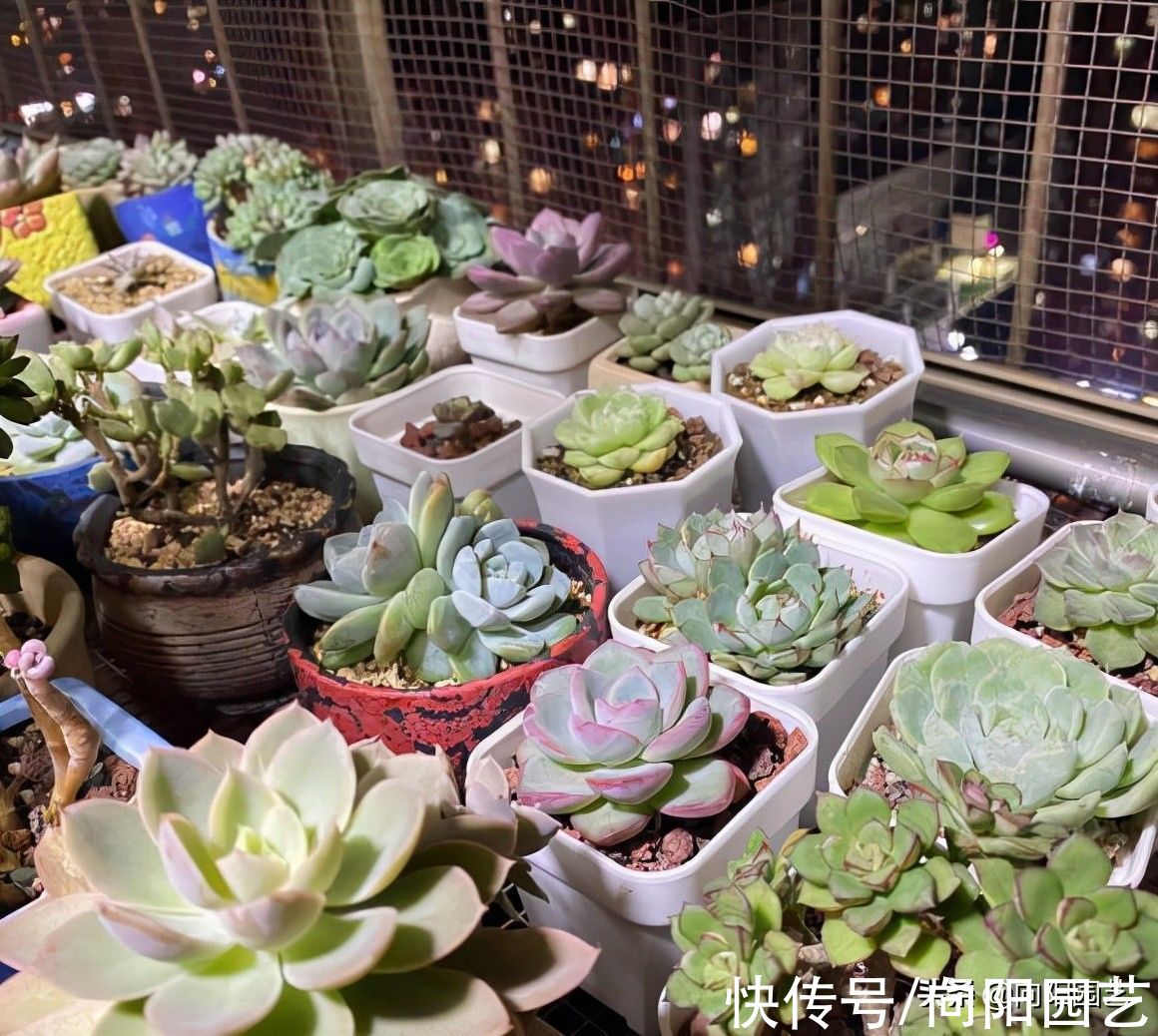 多肉浇水有技巧，加上这3样“粉末”，不烂根，没虫子，长得快