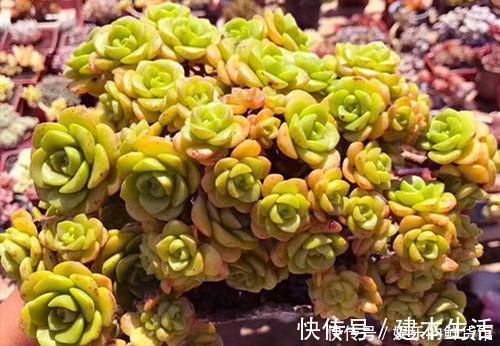 蓝豆蓝豆|公认香味浓郁的4款多肉植物,你若一盆没养过,那就太可惜了!