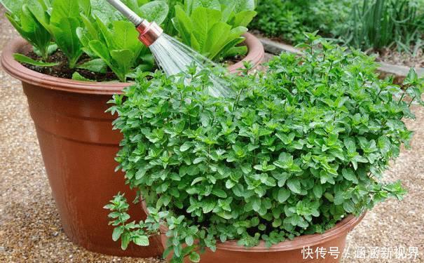 养花|养花浇水是个难题远离''4种水质'',花根不易腐烂化水