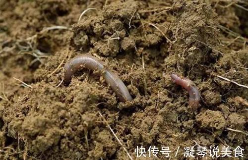 张大妈养长寿花只因盆里加点“它”,土壤不板结而且花开不断